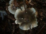 Tricholoma saponaceum image