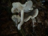 Tricholoma saponaceum image