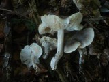 Tricholoma saponaceum image