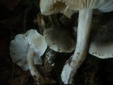 Tricholoma saponaceum image
