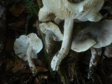 Tricholoma saponaceum image