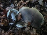Tricholoma saponaceum image