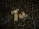 Boletus badius image