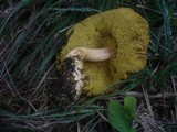 Boletus ferrugineus image