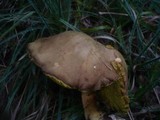 Boletus ferrugineus image