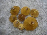 Suillus collinitus image