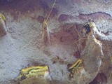 Inonotus andersonii image