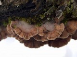 Chondrostereum purpureum image