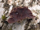 Chondrostereum purpureum image
