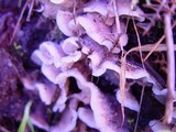 Merulius tremellosus image