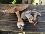 Cortinarius praestans image