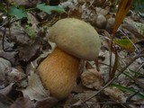 Boletus luridus image