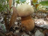 Boletus luridus image