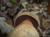 Boletus luridus image