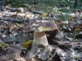 Boletus quercicola image