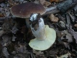 Boletus quercicola image