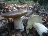 Boletus quercicola image