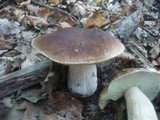 Boletus quercicola image