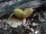 Boletus quercicola image