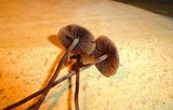 Panaeolus acuminatus image