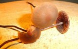 Panaeolus acuminatus image