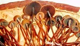 Panaeolus acuminatus image