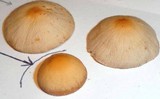 Panaeolus acuminatus image