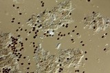 Panaeolus acuminatus image