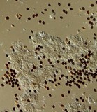 Panaeolus acuminatus image