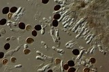 Panaeolus acuminatus image