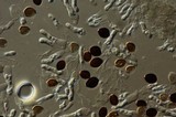 Panaeolus acuminatus image