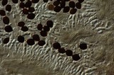 Panaeolus acuminatus image