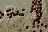 Panaeolus acuminatus image