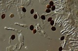 Panaeolus acuminatus image