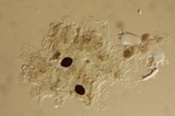 Panaeolus acuminatus image