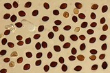 Panaeolus acuminatus image