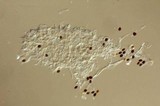 Panaeolus acuminatus image