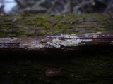 Hypochnicium bombycinum image