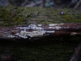 Hypochnicium bombycinum image