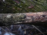 Melanomma pulvis-pyrius image