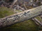 Melanomma pulvis-pyrius image