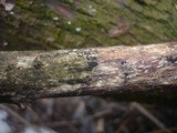 Melanomma pulvis-pyrius image