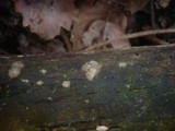 Myxarium nucleatum image