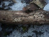 Patellaria atrata image