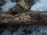 Patellaria atrata image