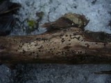 Patellaria atrata image