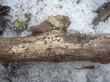 Patellaria atrata image
