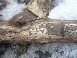 Patellaria atrata image