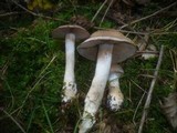 Cortinarius anomalus image