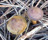 Cortinarius sect. Dermocybe image